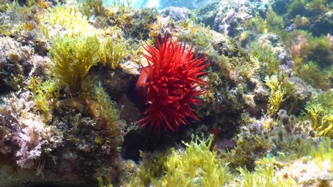 A beadlet anemone, Actinia equina, underwater in the Mediterranean sea, French Riviera, France