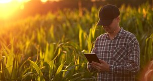 Lens flare: farmer with a tablet to monitor the harvest, a corn field at sunset. Man farmer with a tablet monitors the crop, corn field at sunset, slow motion video.