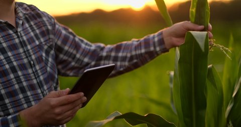 Lens flare: a Male farmer with a tablet computer in a field at sunset touches the corn leaves and writes data to the program.