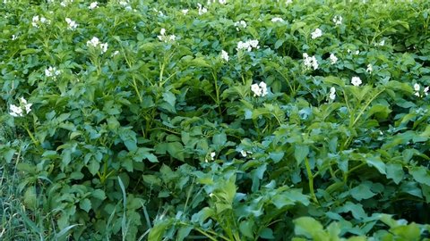 potato cultivation, potato flowers, potato plant, potato cultivated area in the garden,