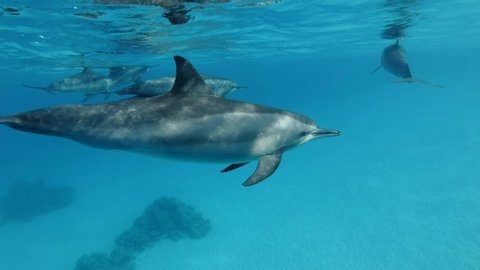 Family of dolphins alongside slowly swim under surface of the blue water. Slow motion, Closeup, Underwater shot. Spinner Dolphin (Stenella longirostris) in Red Sea, Sataya Reef (Dolphin House) 