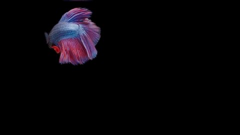 wallpapers Thai National Flag Betta shutterstock