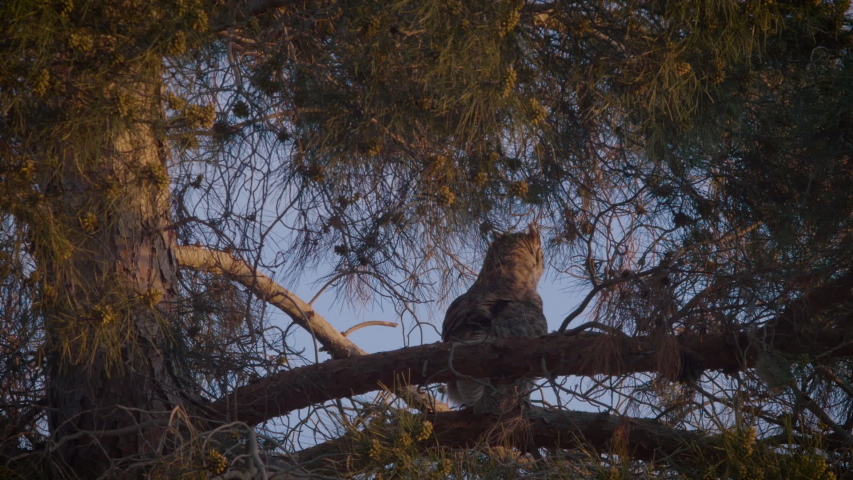 Great Horned Owl watching from a pine tree at sunset.