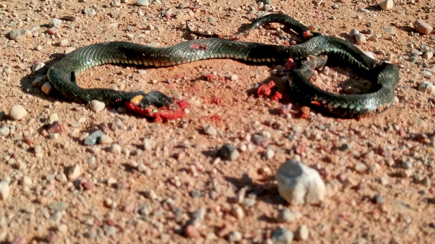 Death of ring necked snake on the side highway ground, close up shot