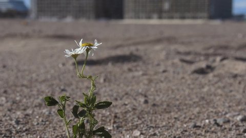 Chamomile flower among the desert industrial landscape. Ecological problems concept. Soil pollution symbol