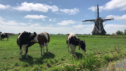 Cows in meadow with a windmill in Friesland The Netherlands