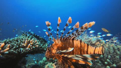 Tropical Red Sea Lion-Fish. Underwater fish reef marine lion-fish (Pterois miles). Tropical colorful underwater seascape. Reef coral scene. coral reef. Colorful tropical coral reefs. Marine life fish 