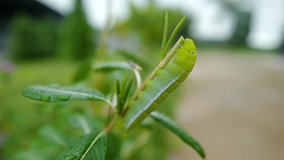 Full HD video footage, Caterpillar climbing and eating plant's green leaves in the garden. 