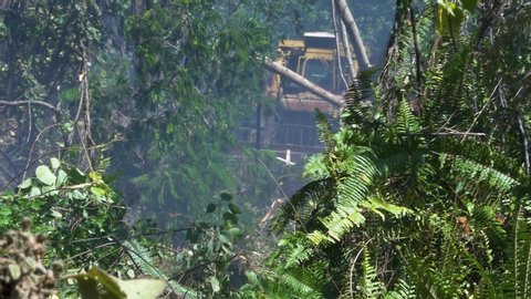 bulldozer smashing a massive albizia tree in Hawaiian rainforest on the big island. A brush fire was being rounded up by the fire department using a bulldozer to encircle and isolate the blaze.