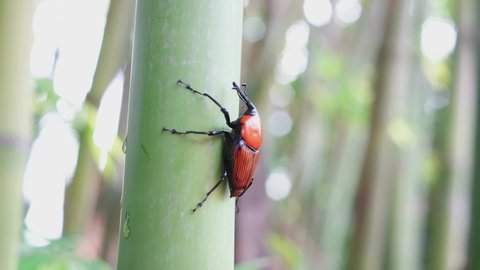 Red palm weevil or Rhynchophorus ferrugineus walking on bamboo 