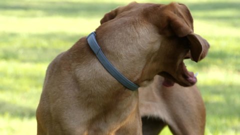 Hungarian Pointer retriever "Vizsla" turning its face toward the camera while its tongue is hanging out from the mouth, 180 fps slow motion