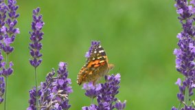 butterfly collects nectar on lavender flowers, countryside. Summer season. 4k relax video with nature sounds.