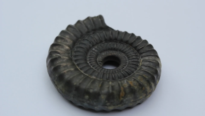 ammonite fossil stock footage video clip rotating Fibonacci spiral Royalty-Free Stock Footage #1032888659
