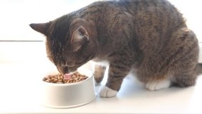Tabby cat eating dry food from a bowl Video HD Slow motion Selective focus