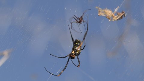 Male and female Golden orb spiders