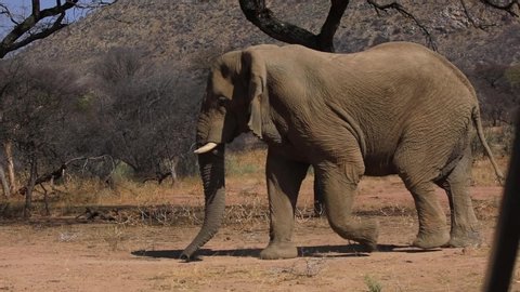 A huge tusker elephant carrying very long tusks walks slowly in a park