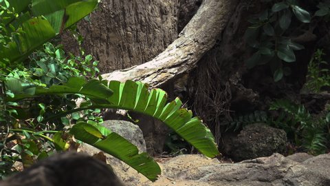 American jaguar in the nature habitat