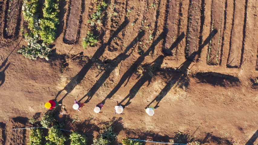 Straight down aerial view of woman walking with plastic containers of water on their heads to water vegetables by hand which are growing in a community garden,  Zimbabwe Royalty-Free Stock Footage #1032906689