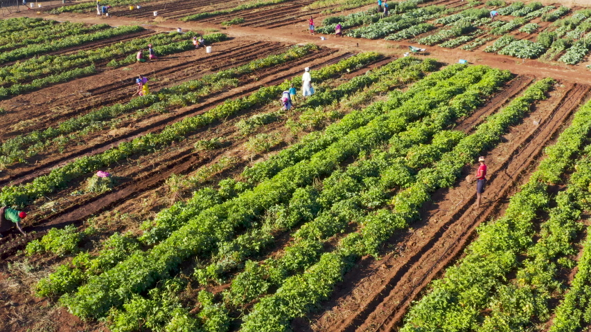 Close-up aerial fly over view of people working on a community vegetable garden project, Zimbabwe Royalty-Free Stock Footage #1032906791