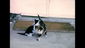 little cats playing on the carpet. ARCHIVAL FOOTAGE.
