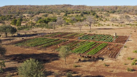 Aerial fly over view of people working on a community vegetable garden project, Zimbabwe