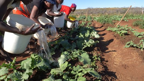 Woman watering vegetables by hand with a plastic container which are growing in a community garden,  Zimbabwe