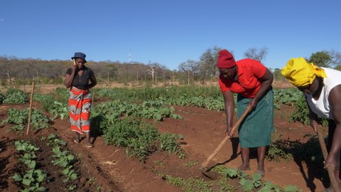 Community garden projects.Woman on mobile phone communicating with market while other woman tend to vegetables,  Zimbabwe