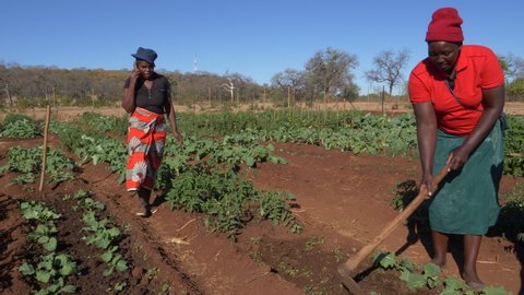 Community garden projects.Woman on mobile phone communicating with market while other woman tend to vegetables,  Zimbabwe