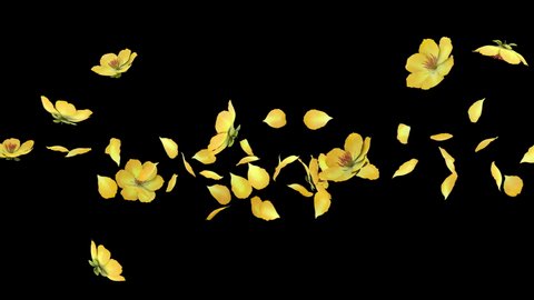 3D animation of a flower petals flow with alpha layer Vídeo Stock