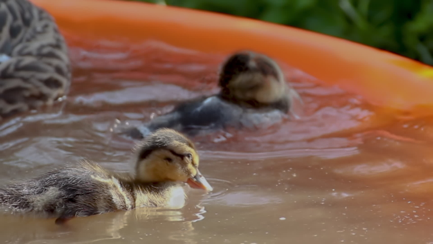 Close up shots of a group of adorable mallard duckings (Anas platyrhynchos) swimming around in a pool. Diving, playing, dipping their heads etc. Several perspectives, connected with pans.
