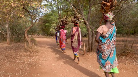 Five woman walking home balancing firewood on their heads they have collected for making fires for cooking and warmth, Zimbabwe