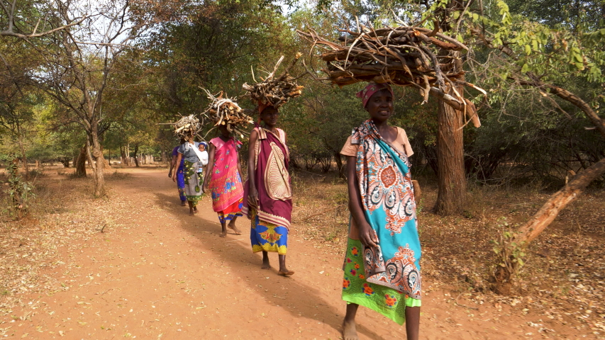 Five woman walking home balancing firewood on their heads they have collected for making fires for cooking and warmth, Zimbabwe