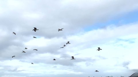 Animated Transition Flying Flock Of の動画素材 ロイヤリティフリー Shutterstock