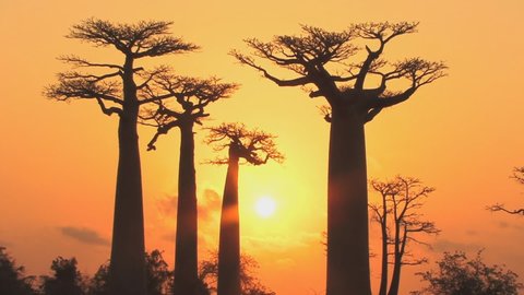 baobab trees at sunset (Madagascar)