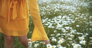 Girl in dress collects daisies at sunset. Slow motion video in 4K.