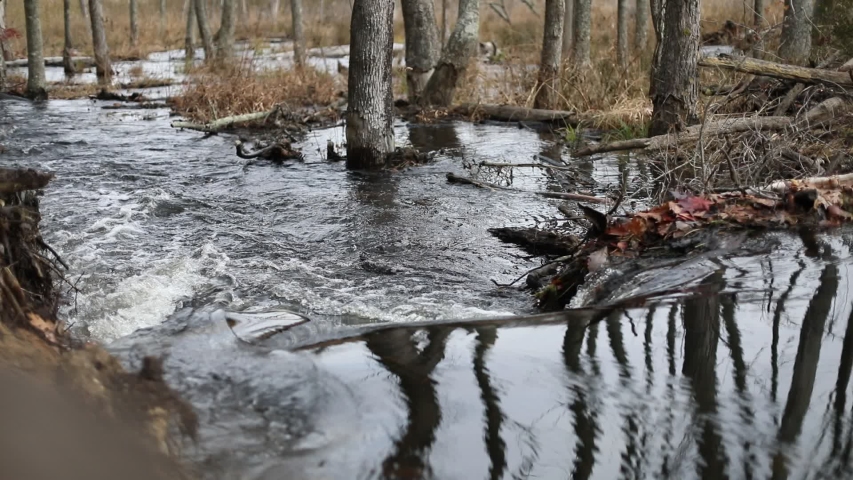 A flooded creek runs through Calvert Cliffs State Park in Maryland into the Chesapeake Bay.