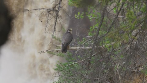 Amazing slow motion shot of peregrine falcon flying from branch with waterfalls in the backgroiund