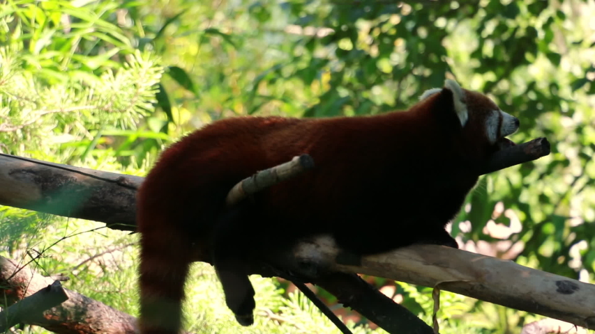 Red panda lies comfortably on a tree