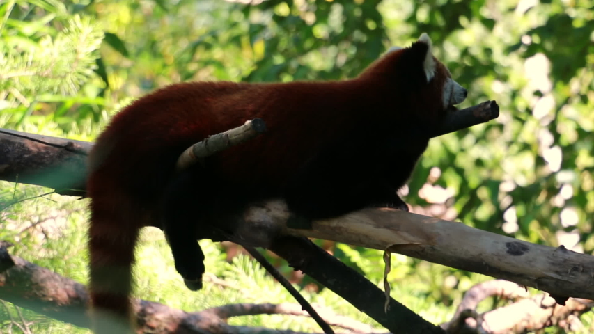 Red panda lies comfortably on a tree