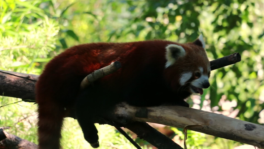 Red panda lies comfortably on a tree