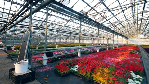 Many colorful flowers growing in one greenhouse in pots. วิดีโอสต็อก