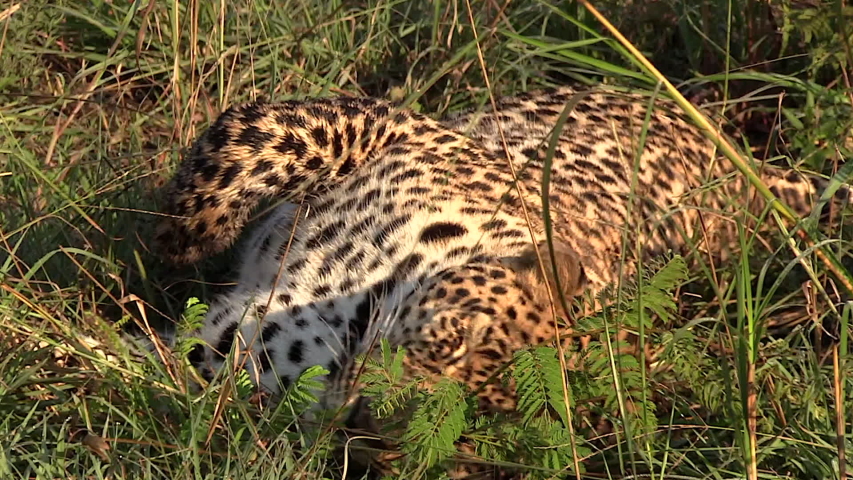 A male leopard playfully rolling around in the grass under a bright African sun
