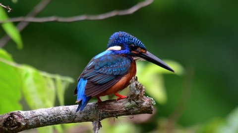 The Blue-eared Kingfisher is a Stock Footage Video (100% Royalty ...