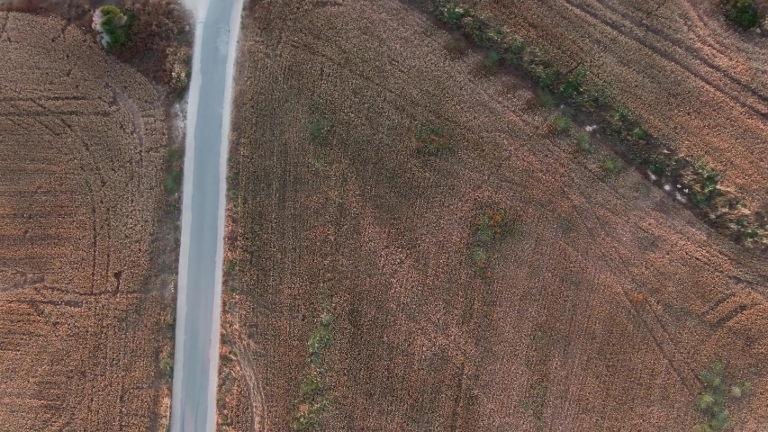 Top drone footage of the highway in the large wheat field in th countryside. Aerial view of the beautiful nature landscape in late summer under sunlight.