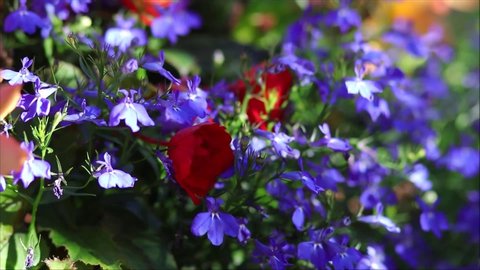 Blue Lobelia swaying in the wind with sunshine shadows across the flower pot.