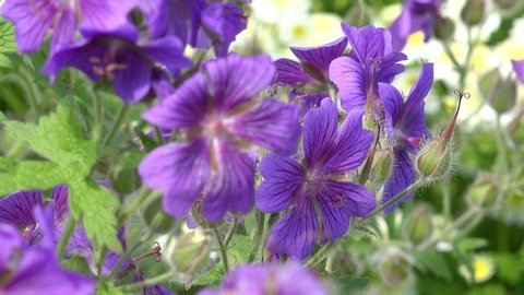 Purple Cranesbill  and Flower Feverfew in the garden