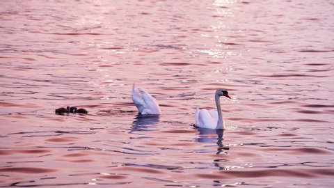 Family of beautiful swans swiming on a lake at sunset. Swans looking for food for their cygnets. Beautiful evening light.