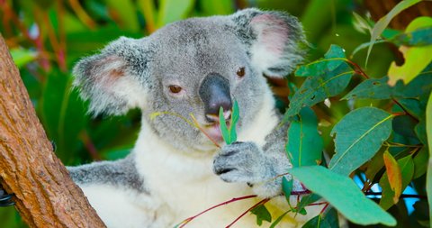 Koala bear eating eucalyptus tree leaves