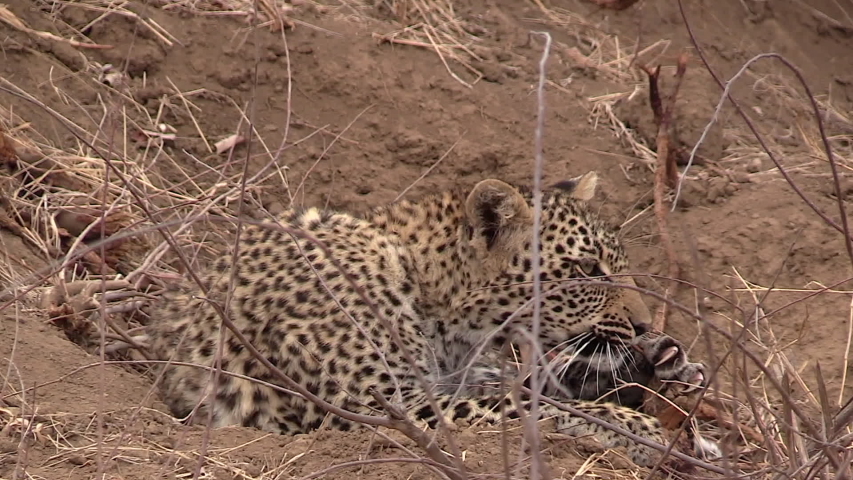 Leopard lying on the ground image - Free stock photo - Public Domain ...