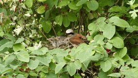 Red-backed Shrike (male) feeding chicks and disposing dung - wildlife - 4K/UHD stock video
